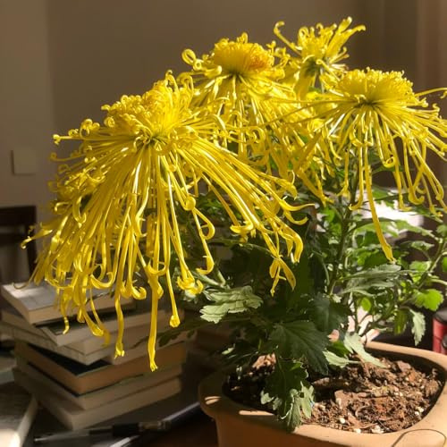 chrysanthemen pflanzendeko kräutersamen blumengarten extrem winterharte kübelpflanzen blumenwiesensaat pflanztöpfe indoor garten gartendeko für draußen topfpflanzen echt büropflanzen 300samen