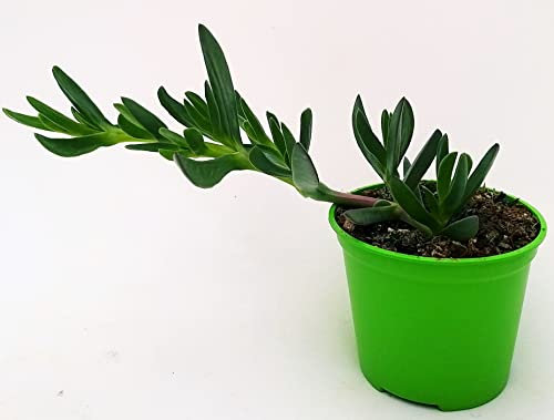 POWERS TO FLOWERS - CARPOBROTUS EDULIS, FICO DEGLI OTTENTOTTI, MESEMBRIANTEMO, A FIORE BIANCO, VASO 14CM DIAMETRO, pianta vera