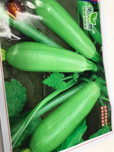 Bio Zucchini Samen,30 x Zucchinisamen,Gemüsesamen für den Einfachen Anbau im Garten, Balkon oder Hochbeet,mit 25 g gemüsedünger