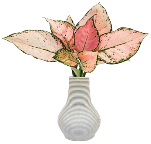 I GIARDINI DI GIULIA - Aglaonema Lucky Red in Idrocultura con Vaso Artigianale in Argilla Ø10,5 cm | Pianta Vera da Interno con Foglie Rosa e Verdi | Senza Terriccio – Compatta e Facile (Bianco)