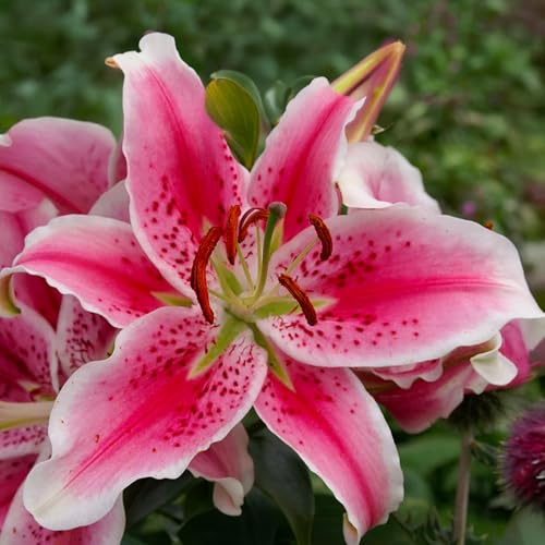 Bulbi di LILIUM (GIGLI) | Bulbi provenienti dai migliori produttori Olandesi | Esclusiva selezione e controllo qualità | Fioritura garantita. (2 Lilium Oriental STARGAZER)