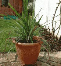 Citronnelle du Gabon - Andropogon citratus (lot de 3 pieds)