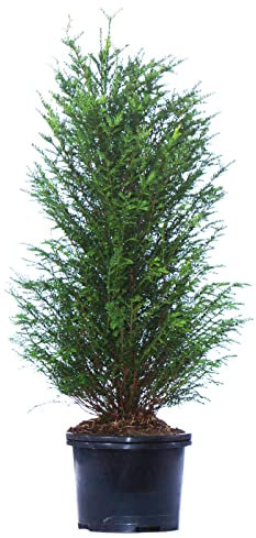 Dehner Europäische Eibe, Taxus baccata, für 5 Meter Hecke, 100-125 cm, 10 x 20 l Topf, Heckenpflanze