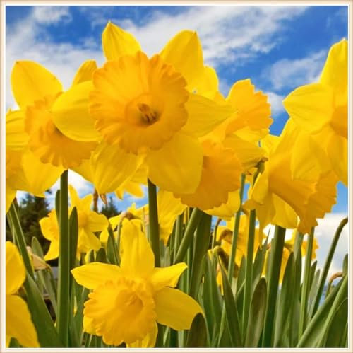 Narzissenzwiebel Winterhart MehrjäHrig Narzissen Zwiebeln Winterhart Narzissenzwiebel Narzissen Knollen,Schöner Staudengarten Zierpflanzen pflanzen-8zwiebeln-e