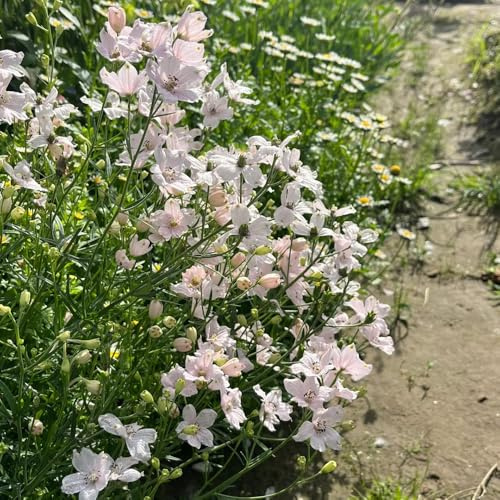 semi resistenti del delphinium, delphinium da giardino, d'appartamento balcone, all'esterno resistenti, 80pcs