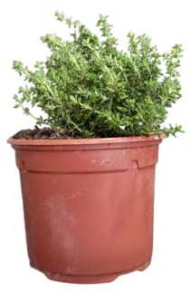 Tomillo en Planta Arbusto Aromático Natural con Hojas Perfumadas
