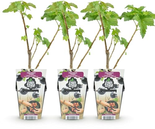 GreenboutiQ - Obstpflanzen - Schwarze Johannisbeere - Ribes nigrum Titania - Winterhart - 3 Pflanzen - Topf 9 cm - Schwarze Johannisbeere