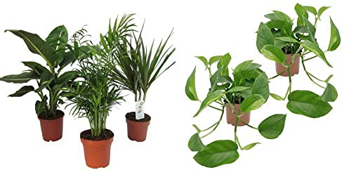 Dominik Blumen und Pflanzen, Zimmerpflanzen Set aus 1x Diefenbachie, 1x Zimmerpalme und 1x Drachenbaum (Dracaena marginata), 10-12 cm Topf & Efeutute, 2 Pflanzen, rankend, Ampelpflanzen