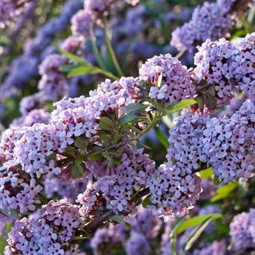 Buddleja alternifolia - Weeping Butterfly Bush - Plant in 9 cm Pot