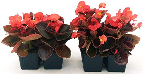 POWERS TO FLOWERS - BEGONIA SEMPERFLORENS, BEGONIETTA DA ESTERNO, FOGLIA ROSSA e FIORE ROSSO, 8 PIANTE, piante vere