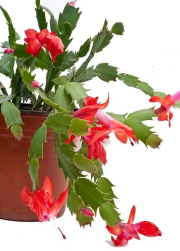 Cactus de Pascua Natural Planta de Impacto para tu Hogar