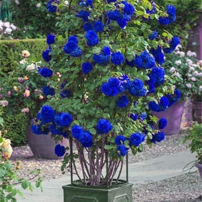 Graines De Fleurs De Rosier Rares Et Fraîches À Planter En Bleu Paquet De 100 Graines
