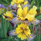 Bulbi di iris,Forte adattabilità, Ha valore ornamentale, Un'erba perenne Ricco di colore, Piante da giardino, Bulbi Iris Germanica Arancione-15 bulbi-D