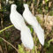 LWINGFLYER 2PCS White Peace Doves Feathered Love Birds 8'' Clip on Ornaments for Christmas Tree Decorations Wedding Cake Centerpieces Bird Cage Wreath Crafts Floral Arrangement Funeral