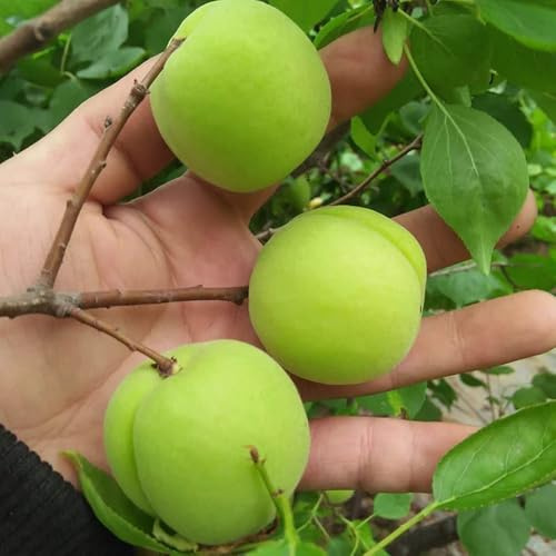 albaricoques columnares raros albaricoquero Cultivo de verdes, de interior. interior lugares soleados Setos,s, decoración sala estar 30semillas