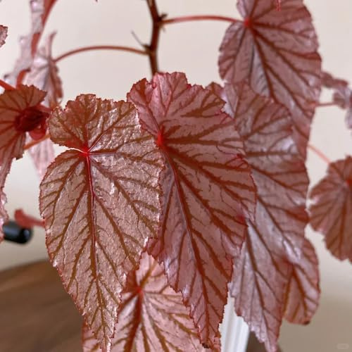 semillas de begonia raras balcón Begonia trucha lugares soleados resistentes decoración jardineros decoración de sala estar interior 50pcs