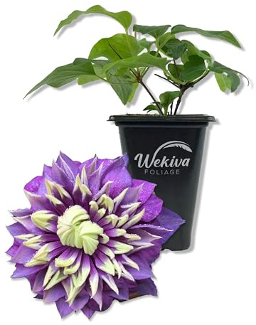 Clematis Taiga - Live Starter Plant in a 2 Inch Growers Pot - Starter Plants Ready for The Garden - Rare Clematis for Collectors