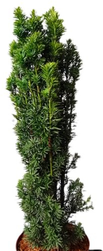 Säuleneibe Eibe Taxus Fastigiata Robusta 60-70 cm winterhart Freilandaufzucht