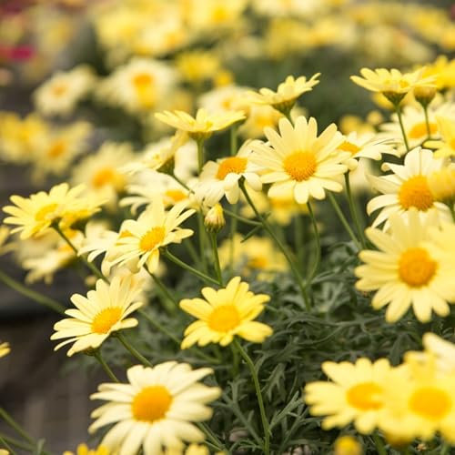 Carbeth Plants - Marguerite La Rita Yellow Daisy in 10.5cm Pot - Summer Bedding Plant for Patio Pots or Garden (3)