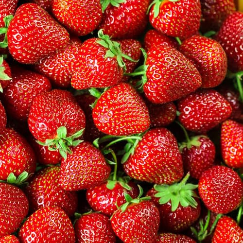 semi di fragola, fragola biologici, resistenti all'inverno per balconi perenni, all'esterno 1000pcs