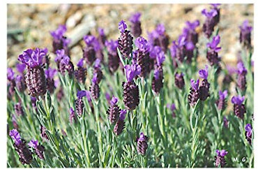 Vilmorin - sachet graines Lavande Papillon Lavandula stoechas vilmorin