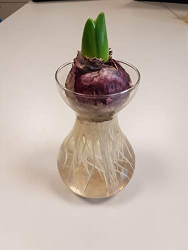 Giacinto Set Bulbo + Vaso - Hyacinthus Set Bulb + Vase - Set per fioritura Idro (Purple Sensation (viola/violet))