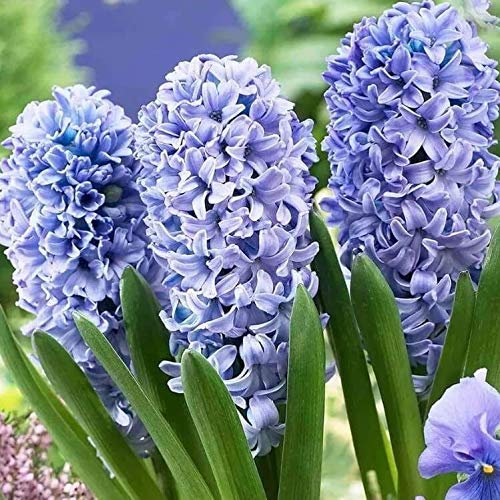 Nouvelle arrivée Orange Garden Jacinthe Graines Jacinthe Pot Bonsaï Balcon Fleur Graines DIY Maison Jardin Paquet de 100 graines