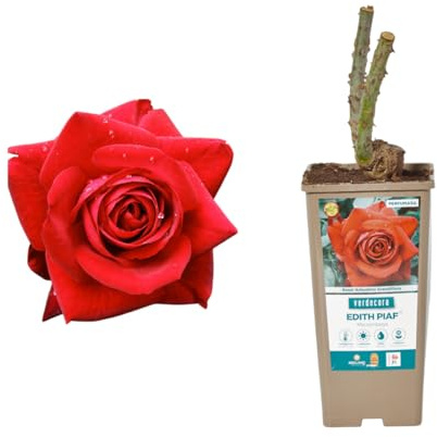 Verdecora Rosal Grandiflora Rojo - Planta Natural con Flor - Rosa Perfumada de plantación (Rojo Edith Piaf)