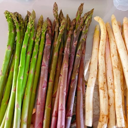 semi di asparagi selvatici, balcone biologici resistenti vecchie varietà 250pcs