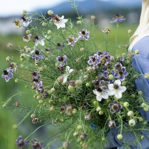 Virgen en la semilla verde - jardín de invernaderos balcón decoración semillas Decoración jardín para exteriores otoño resistentes 100pcs