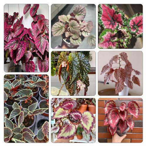 semillas de begonia de invernadero interior balcón Decoraciones jardín exteriores ornamentales con Parterres 225pcs