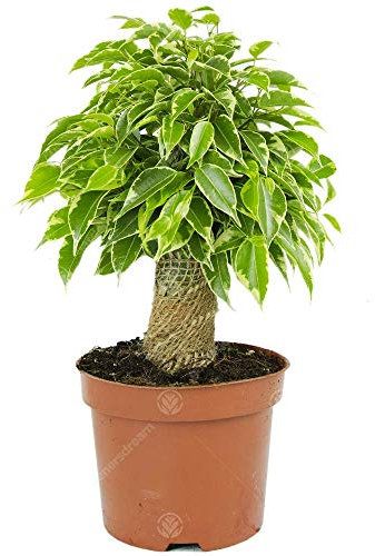 Ficus benjamina Variegated Kinky Weeping Fig Live Indoor Houseplant in 14cm Pot