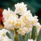 Narciso bulbi.Pianta perenne, sempreverde e resistente. Narcisi bulbo.Bulbi narcisi perenni.Fiori perenni.-10 bulbi-D