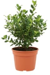 Acebo Natural DECOALIVE Decoración Navideña Tradicional con Estilo Natural