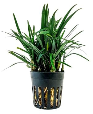 AquaOne Terrarium Pflanze Ophiopogon Kyoto I Lebende Paludariumpflanzen Regenwald Terrarienpflanzen voll durchwurzelt einfach Terrascaping Dekoration