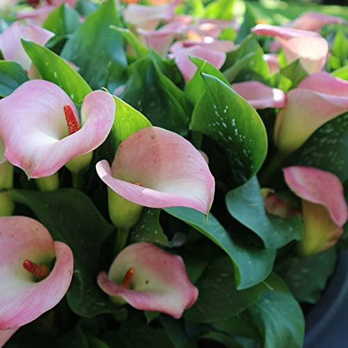 bulbi di calla - Zantedeschia aethiopica - balcone resistenti perenni giardino roccioso 10pcs