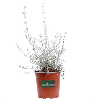 Pianta di Teucrium Fruticans Pianta di Camedrio Femmina pianta da esterno pianta da siepe pianta ornamentale pianta vera di Teucrium Fruticans venduta da eGarden.store (Azureum vaso 17 cm)