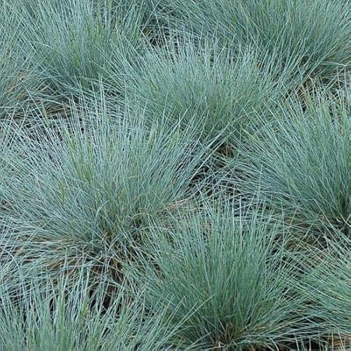 6x Festuca glauca – Vaso 9x9 cm – foglia blu ornamentale giardino