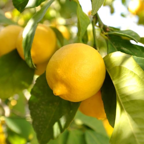 YouGarden Citrus Lemon 'Citron' Tree in 7/9cm Pot, Lemon Trees for Gardens, Grow Your Own Tree in Garden and Home, Perfect for Pots and in Ground, Supplied as Ready to Plant