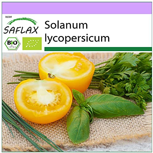 SAFLAX - Ekologiskt - Tomat - Golden Queen - 15 Frön - Solanum lycopersicum