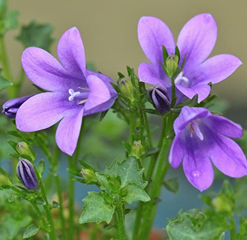 12 unità Campanula Persicifolia 'Grand. Coerulea' - Campanula a Foglia di Pesco Vaso 9x9cm ±1 m² - Fiori Blu e Foglie Verdi, Ideali per Giardini e Aiuole