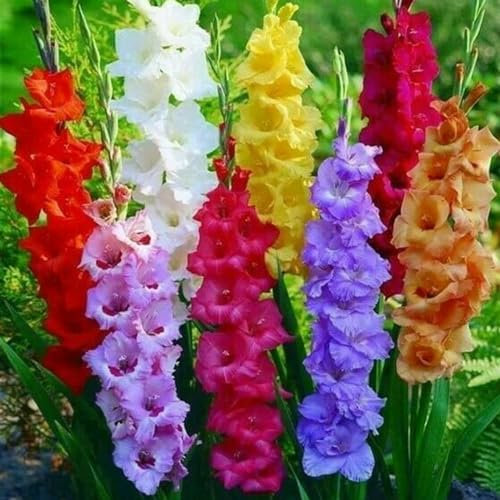 Bulbi Di Gladioli, Gladiolo, I Bulbi Di Gladiolo Sono Resistenti Al Freddo, Bulbo Di Gladiolo Perenne, Giardino, Terrazza, Balcone, Camera Da Letto, Cucina,Rizoma Di Gladiolo,-10Bulbi-A