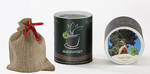 Seedeo Anzucht-Geschenkset Berg-Mammutbaum (Sequoiadendron giganteum)