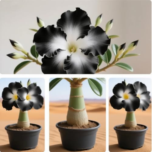 Rizomas de rosa del desierto. Hojas altas y grandes. ideal para embellecer el paisaje.Tolera el frío.（NVNJHJN）.-1 Rizomas-D