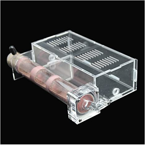 Nid Fourmis Maison Fourmis À 1 Tubes avec Zone d'alimentation Fourmilière Acryl Ant Farm Ferme À Fourmis Insectes Villa Pet Mania pour Fourmis Domestiques (Color : C)