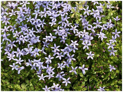 Stauden Gänge 1 x Isotoma fluviatilis 'Dunkelblau' (Winterhart/Staude/Bodendecker/Mehrjährig/Stauden) Blauer Bubikopf/Gaudich - Dauerblüher - Tiefblau sanft und bezaubernd - Rasenersatz