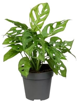 Planta de Adán Natural - Monstera Obliqua - de Interior para Embellecer tu Casa