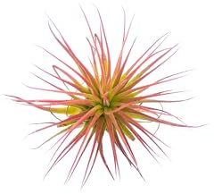 TheSunnyValley Tillandsia Air Plants Collection Indoor House Plant Flower for Gift Present Special Ocassion (Tillandsia Ionantha red)