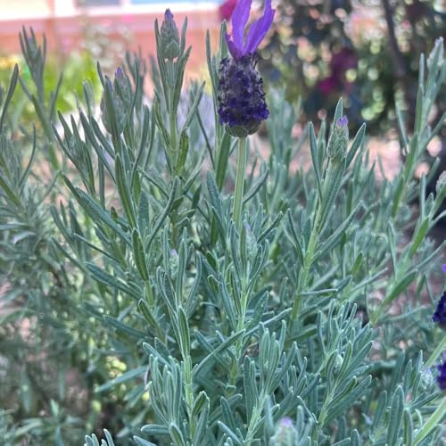 semi di lavanda biologici, interno, per esterni resistenti, giardino perenni, esotiche 400pcs