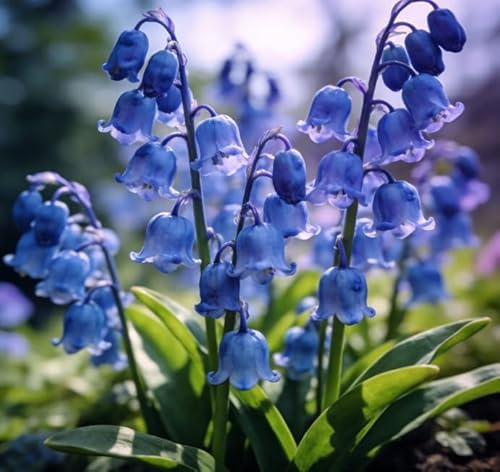 Rizomas de lirio de los valles perennes, fáciles de cultivar para principiantes, fragantes, ideales para jardines de interior y exterior, así como para decoración de bodas-20 root-E